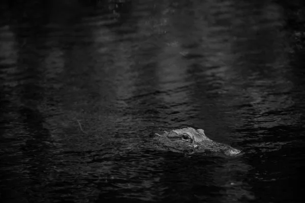 Schwarz Weißer Alligator Fluss — Stockfoto