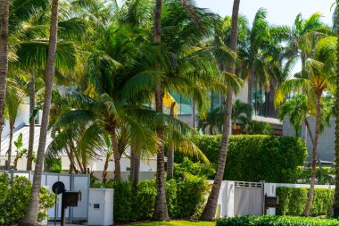 Bir sürü palmiyesi olan büyük köşkler.