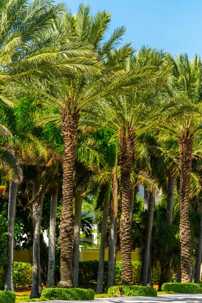 Upscale Neighborhood Palm Trees — Stock Photo, Image