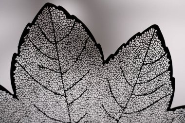 Şeffaf yaprak hücre yapısı makro fotoğrafı