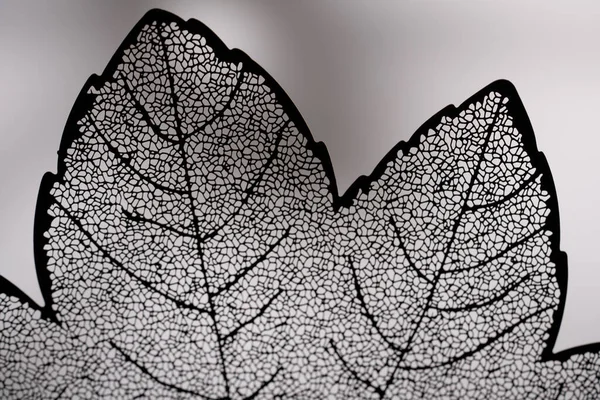 Şeffaf yaprak hücre yapısı makro fotoğrafı