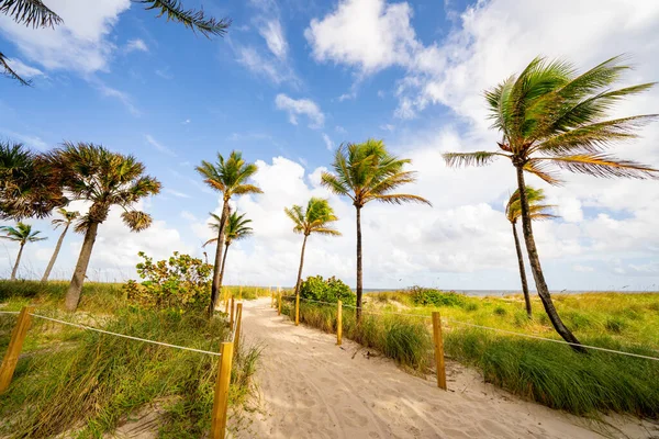 Foto Lauderdale Sea Florida Pantai Dan Pohon Palem — Stok Foto