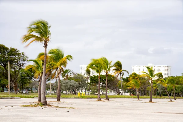 迈阿密棕榈树在风中长时间暴露运动模糊 — 图库照片