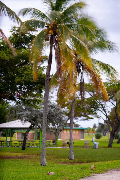 Palmiye Ağacı Rüzgarları Uzun Süre Hareket Bulanıklığı Yaratır — Stok fotoğraf