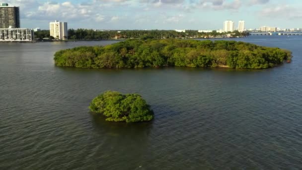 迈阿密Biscayne湾的红树林 — 图库视频影像