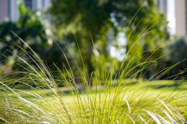 Bulanık arka planı olan uzun çimen yaprakları