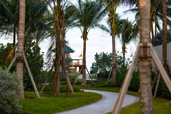 带着棕榈树步行到迈阿密海滩 — 图库照片