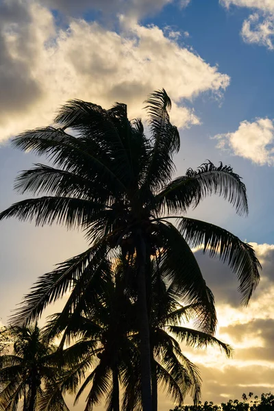 Palmera Oscura Hermoso Cielo — Foto de Stock