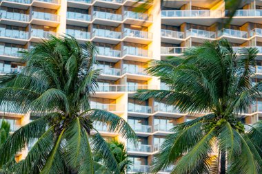 Arka planda tatil beldeleri olan Miami palmiye ağacı