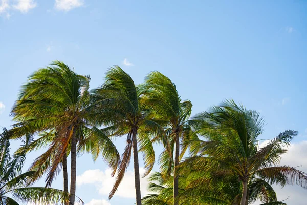 Palms Swaying Wind — Stock Photo, Image