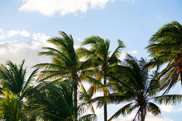 Gökyüzü Arka Planında Palmiye Ağaçları — Stok fotoğraf