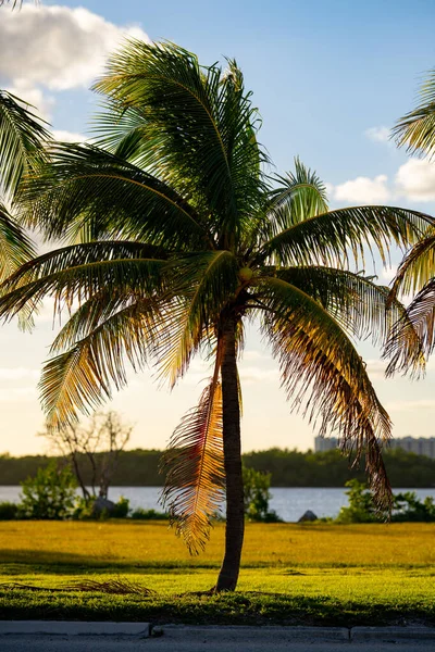 Kókuszpálmafa Miami Beach Jelenet — Stock Fotó