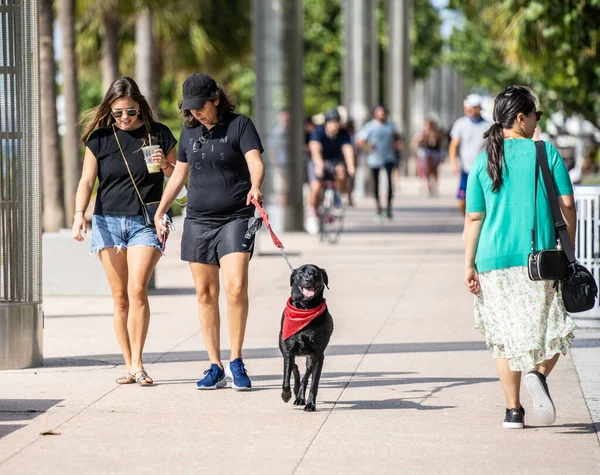 マイアミビーチ アメリカ 2020年12月7日 公園内で犬を散歩するストリートフォトグラフィー マイアミビーチシーン — ストック写真