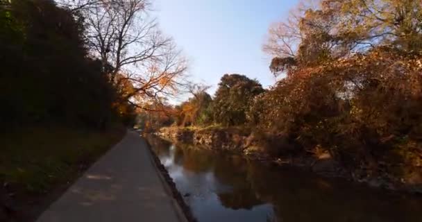 Foliage River Stream Shot Motion Stabilized Camera — Stock video