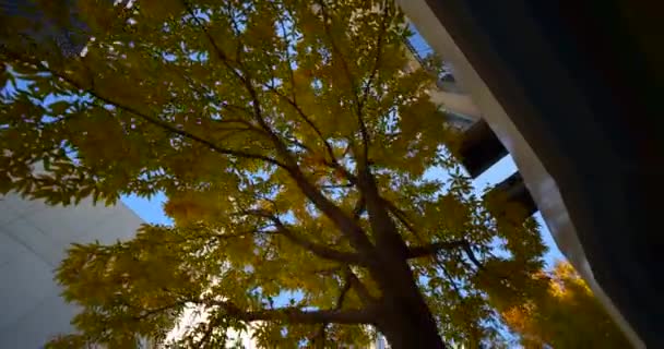 Follaje Árbol Video Bajo Ángulo Ciudad Mirando Hacia Arriba — Vídeos de Stock