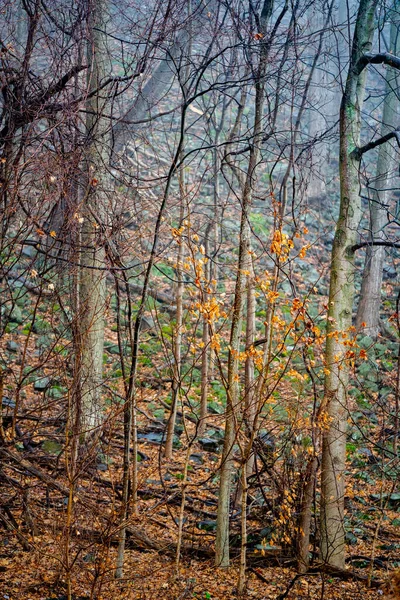生长在树上的苔藓在森林中的自然景观摄影 — 图库照片