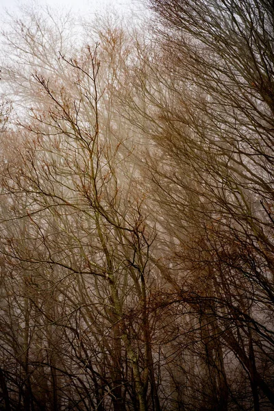 Árvores Nuas Nas Florestas Inverno — Fotografia de Stock