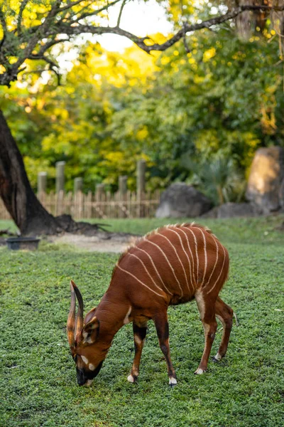 Zdjęcie Mountain Bongo Jedzącej Trawę Pastwiskową — Zdjęcie stockowe