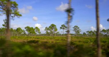 Florida vahşi yaşam yolu pencere manzarası 4k