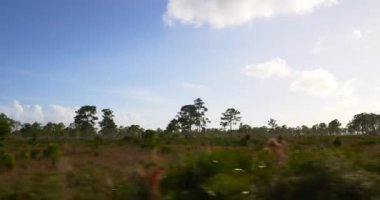 Hareket halindeki araç tarafından çekilen doğa manzarası 4k 60fps