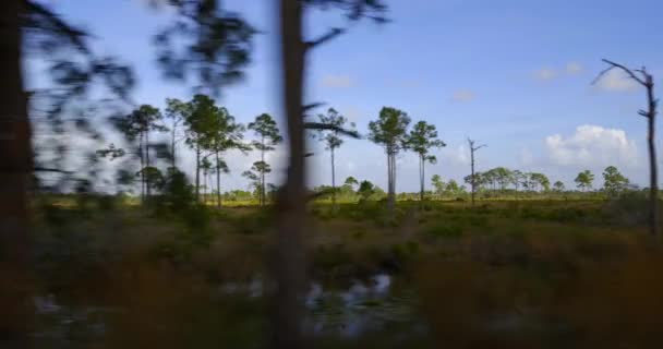 Escena Naturaleza Babcock Webb Wildlife Truckers Grade Trail Punta Gorda — Vídeos de Stock