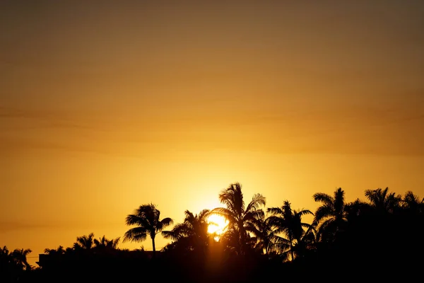 Palmiye Ağaçlarının Üzerinde Güzel Gün Batımı — Stok fotoğraf