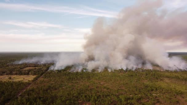 Orman Yangını Önleme Kontrol Yanığı — Stok video