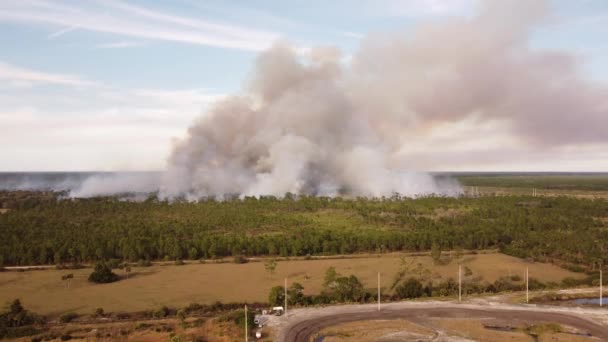 Les Forêts Contrôlées Brûlent Fellsmere Florida Usa — Video