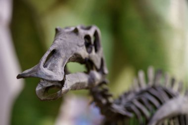 Dinozor fosili iskelet bulanık arkaplan