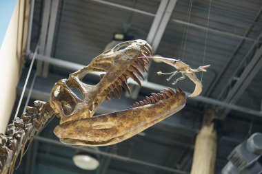 Dinozor kemikleri fosil kalıntıları Paleontoloji