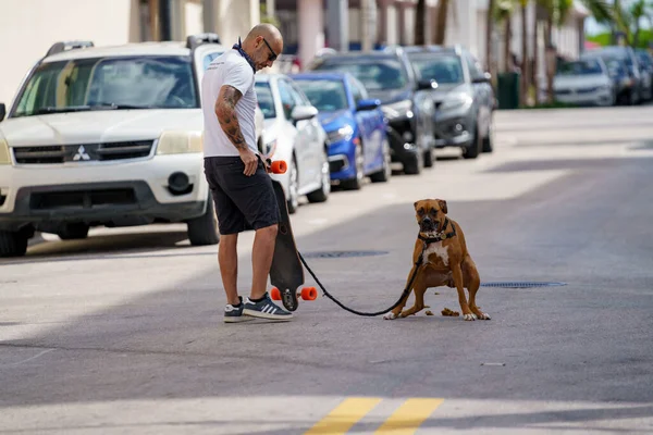 マイアミビーチ アメリカ 2021年1月30日 通りの写真に犬の密猟 — ストック写真