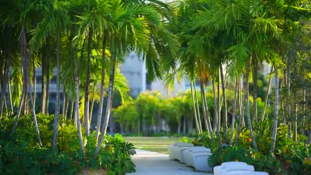 Timelapse Miami Park Scene Met Palmbomen Banken Schaduwrijke Pad — Stockvideo