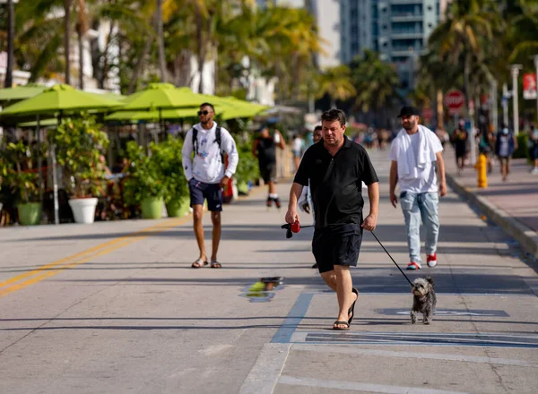 Miami Beach FL 'de köpek gezdiren adam.