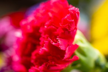 Sığ odak derinliği çiçek açmış kırmızı çiçek