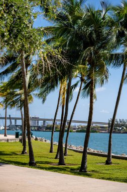 Miami FL 'deki Palm Tree Parkı.