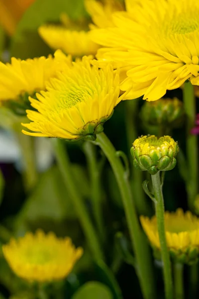 Bunga Kuning Dengan Batang Hijau Latar Belakang Kabur — Stok Foto