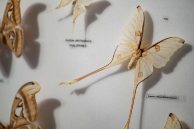 Güzel botanik fotoğrafı, doğal duvar kağıdı.