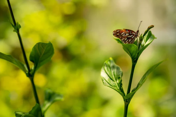 Kupu Kupu Pada Daun Hijau — Stok Foto