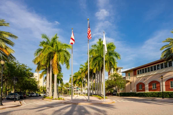 Palmeras Ciudad Florida — Foto de Stock