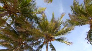 Palmiye ağaçlarının altından yaz sahnesini izle