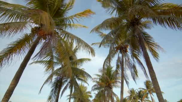 Standing Palm Trees — Stock Video