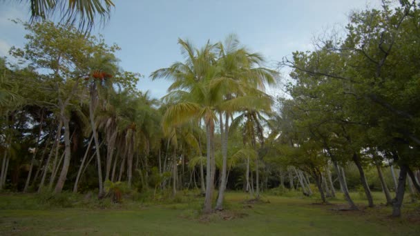 Florida Doğal Yaşam Alanı — Stok video