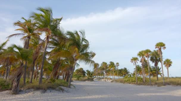 Bir Sürü Palmiye Ağacı Olan Bir Sahil — Stok video