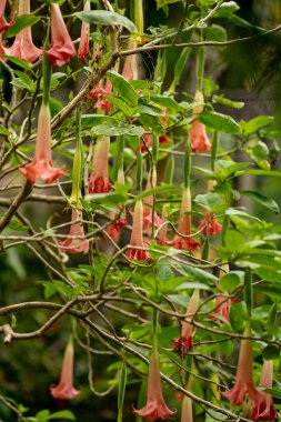 Photo of a Cantua plant in florida