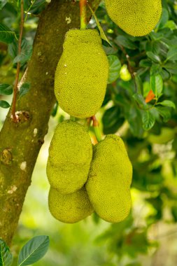 Photo of colorful green jackfruit