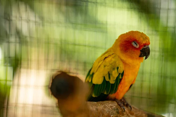 Small Parakeet Sleeping Cage — Photo