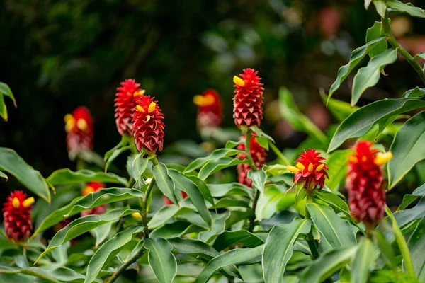 Photo Red Ginger Plant — Stok Foto