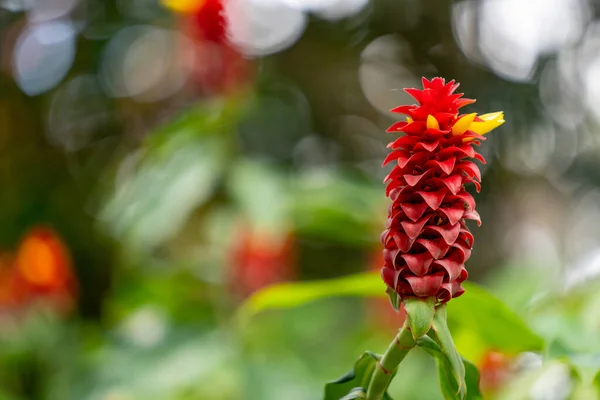 Photo Red Ginger Plant — Stok Foto