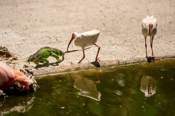 Birds Iguanas Nature Scene Pond — Fotografia de Stock