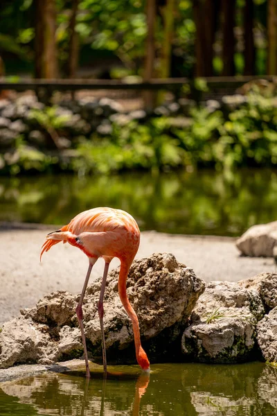 Foto Eines Rosa Flamingos Der Wasser Aus Einem Teich Trinkt — Stockfoto